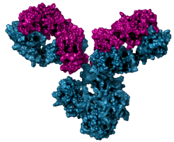 2_mAB_molecule_w250_80dpi.png