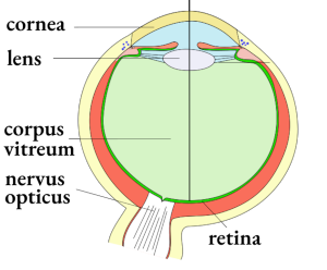 Eye_overview_v7_w300.png