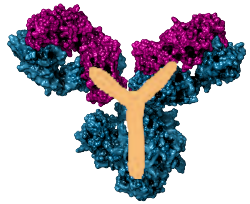 mAB_molecule_w500_70dpi_plus_Y.png